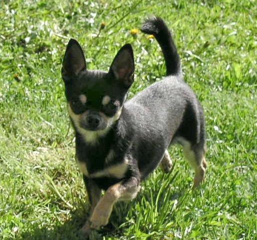 03.JPG - Junior - NUCH DKUCH NV04 SUCH Nordisk UCH Dog Castle's Born to be a star født 26. oktober 2002, rase Chihuahua korthårHan ble norsk champion 22. feb. 2004, dansk champion 15. august 2004, Norsk vinner 2004, SUCH og Nordisk UCH 2007Han er kneleddsjekket med "0" på begge sider og øyelyst 5/9 2006 uten annm.