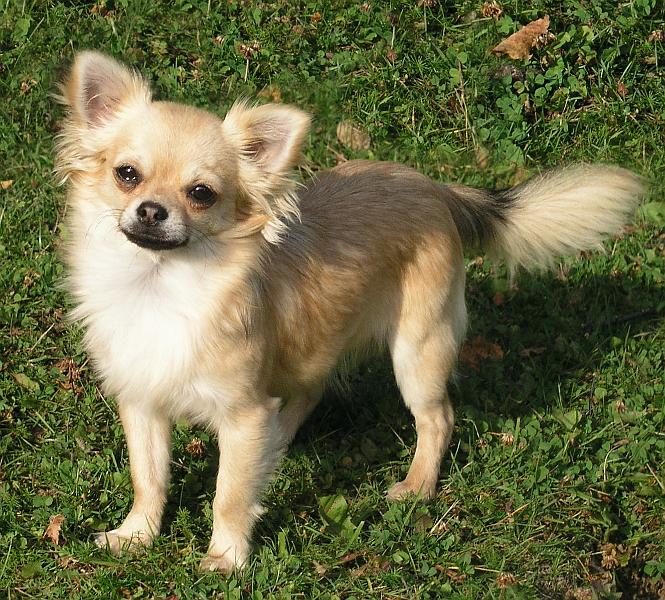 04.jpg - Lina - Sweet Senoritas prima starinafødt 13. januar 2005, rase Chihuahua langhårHun er kneleddsjekket med "0" på begge siderog øyelyst 5/9 2006 uten annm.Hun kommer fra Kennel Sweet Senoritas i Sverige