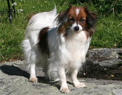 Bonie.jpg - Bonnie - NUCH - Miors Bewitcing Bonnie  født 19. oktober 2005, rase Phalene.Hun er etter Miss Shopie og Proffen, og er den første valpen av eget oppdrett som vi har beholdt. 