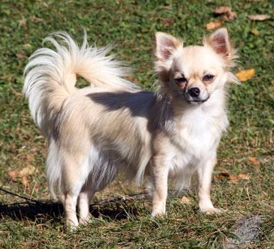 anna-03.jpg - Anna - LilleEngel's Amazing Anna to Miorsfødt 8. september 2006, rase Chihuahua langhårHun kommer fra Kennel LilleEngel