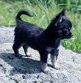 Berit